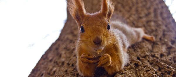 Una ardilla - Sputnik Mundo