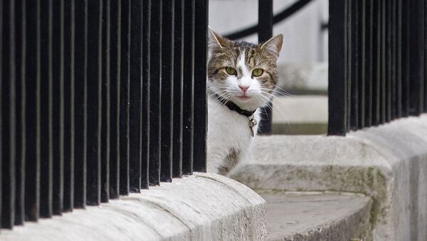 Larry, cazador de ratones de la residencia de la primera ministra, Theresa May - Sputnik Mundo