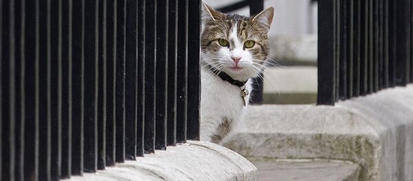 Larry, cat of British Prime Minister David Cameron, sits on the step outside 10 Downing Street in London on May 9, 2015. - Sputnik Mundo