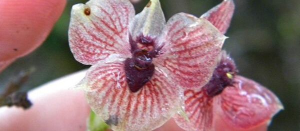 Telipogon diabolicus - Sputnik Mundo