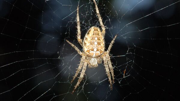 Una araña - Sputnik Mundo