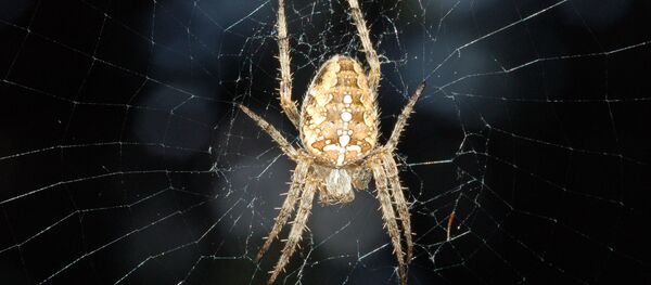 Una araña - Sputnik Mundo