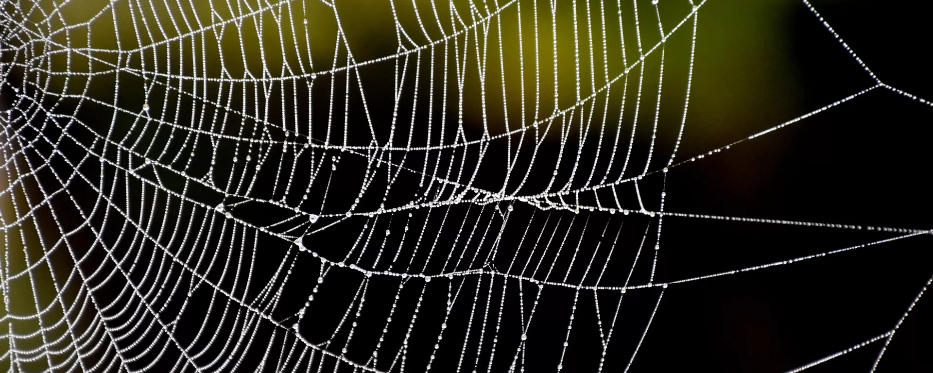 Una telaraña. Archivo. Una telaraña. Archivo. - Sputnik Mundo, 1920, 10.09.2021