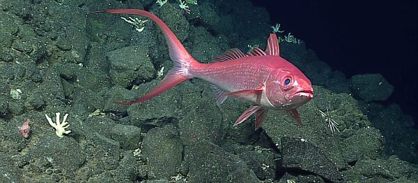 Long-Tail Red Snapper spotted during Dive 2 on Pagan - Sputnik Mundo