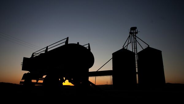 Un campo de trigo en Argentina - Sputnik Mundo