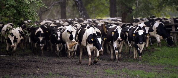 Vacas - Sputnik Mundo