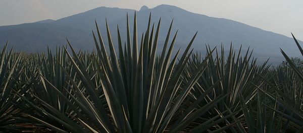 Agave - Sputnik Mundo