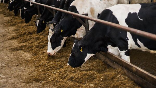 Empresas argentinas agilizarán controles para exportar pienso transgénico a Rusia - Sputnik Mundo