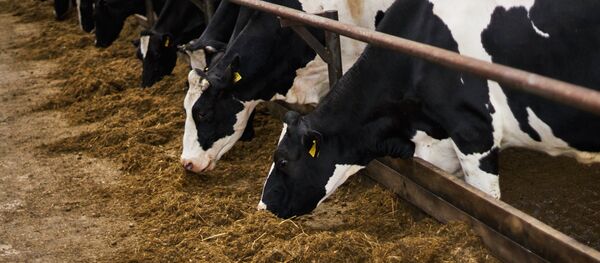 Empresas argentinas agilizarán controles para exportar pienso transgénico a Rusia - Sputnik Mundo