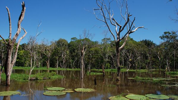 Región del Amazonas en Brasil - Sputnik Mundo