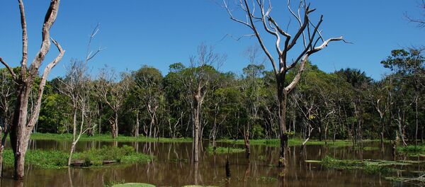 Región del Amazonas en Brasil - Sputnik Mundo