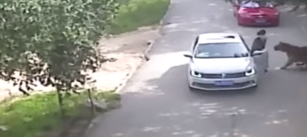 Tigre de Beijing - Sputnik Mundo