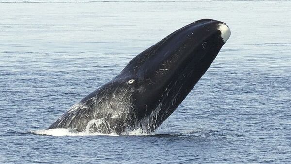 Ballena de Groenlandia - Sputnik Mundo