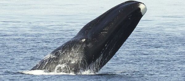 Ballena de Groenlandia - Sputnik Mundo