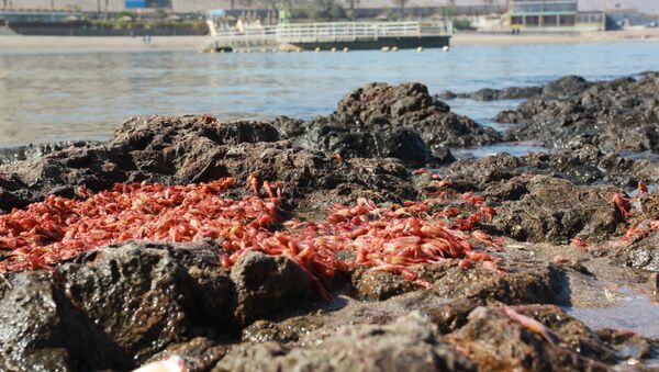 Consecuencias de la marea roja en Chile - Sputnik Mundo