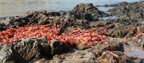 Consecuencias de la marea roja en Chile - Sputnik Mundo