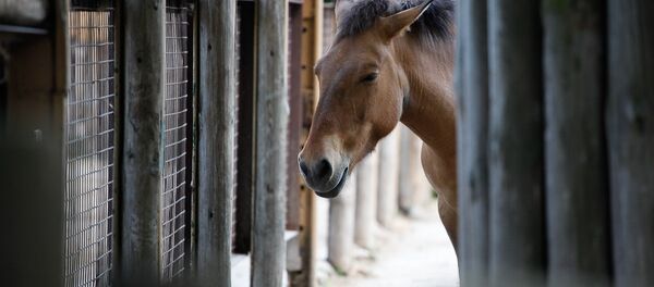 Caballo - Sputnik Mundo