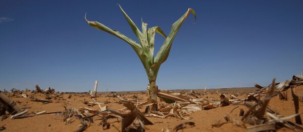Sequía - Sputnik Mundo