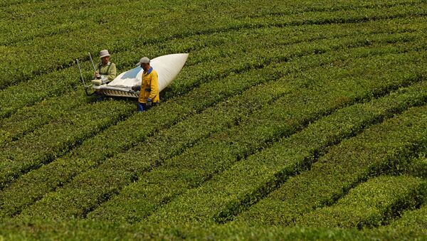 Plantación de té - Sputnik Mundo