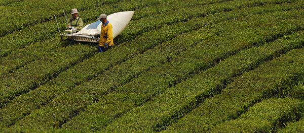 Plantación de té - Sputnik Mundo