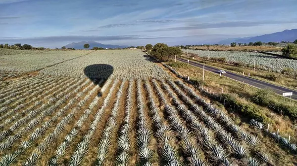 Jalisco brinda la experiencia de volar en globo sobre paisaje agavero Jalisco brinda la experiencia de volar en globo sobre paisaje agavero - Sputnik Mundo