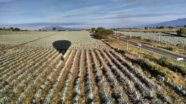 Jalisco brinda la experiencia de volar en globo sobre paisaje agavero Jalisco brinda la experiencia de volar en globo sobre paisaje agavero - Sputnik Mundo