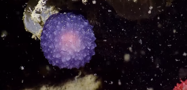 Enigmática bola púrpura descubierta en el fondo del océano Pacífico Enigmática bola púrpura descubierta en el fondo del océano Pacífico - Sputnik Mundo