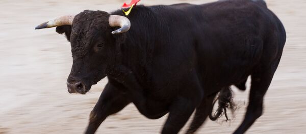 Un toro (archivo) Un toro (archivo) - Sputnik Mundo