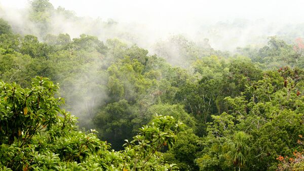 Bosque - Sputnik Mundo