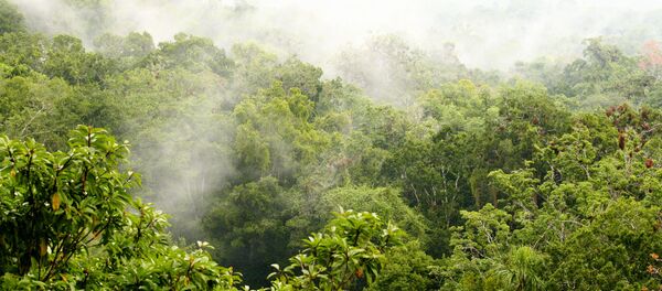 Un bosque - Sputnik Mundo