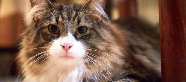 Un gato - Sputnik Mundo