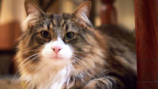 Un gato - Sputnik Mundo