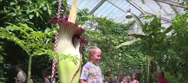 Flor cadáver Flor cadáver - Sputnik Mundo