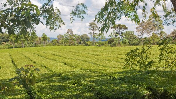 Una plantación de yerba mate en Misiones, Argentina (Archivo) - Sputnik Mundo