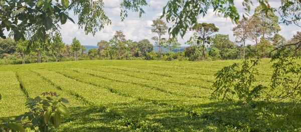 Una plantación de yerba mate en Misiones, Argentina (Archivo) - Sputnik Mundo