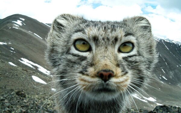 El gato de Pallas fotografiado en Siberia - Sputnik Mundo