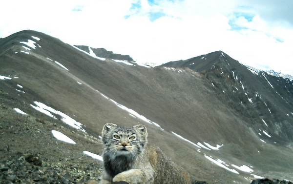 El gato de Pallas fotografiado en Siberia - Sputnik Mundo