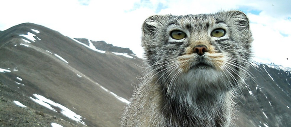 El gato de Pallas fotografiado en Siberia - Sputnik Mundo