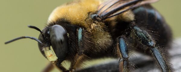 Abeja (imagen referencial) - Sputnik Mundo