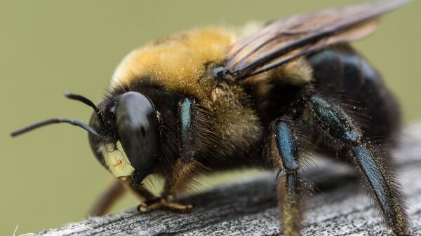 Abeja (imagen referencial) - Sputnik Mundo