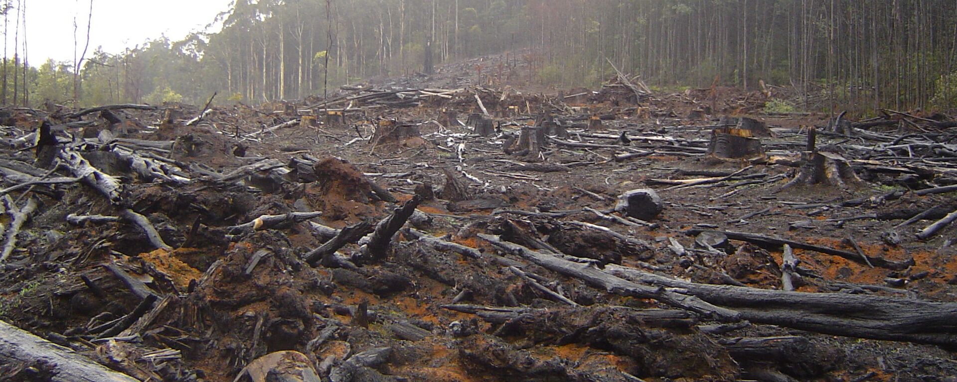 La deforestación (imagen referencial) - Sputnik Mundo, 1920, 18.07.2022