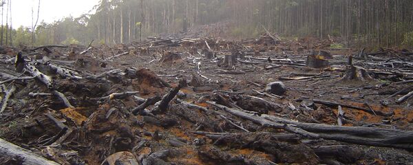 La FAO culpa a Suramérica de la mayor deforestación a nivel mundial - Sputnik Mundo