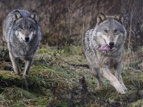 Lobo Lobo - Sputnik Mundo
