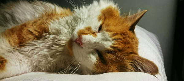 Gato perezoso - Sputnik Mundo