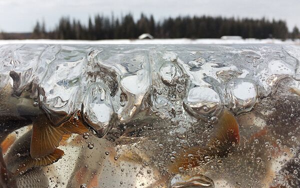 El quinto infierno, Elena Anósova El quinto infierno, Elena Anósova - Sputnik Mundo