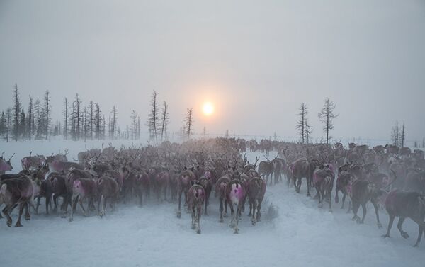 El silencio blanco, Dmitri Tkachuk El silencio blanco, Dmitri Tkachuk - Sputnik Mundo