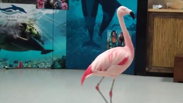 Pinky, un flamenco rosado - Sputnik Mundo