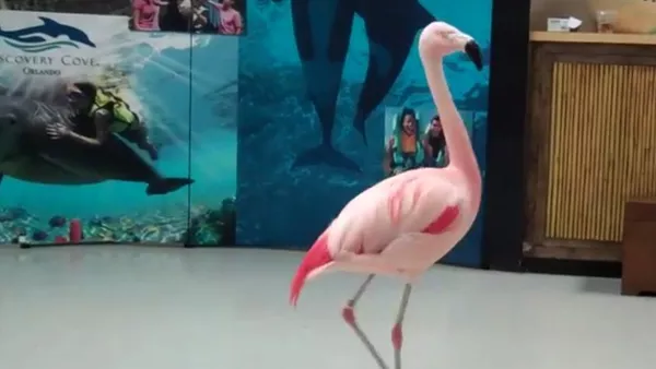 Pinky, un flamenco rosado - Sputnik Mundo