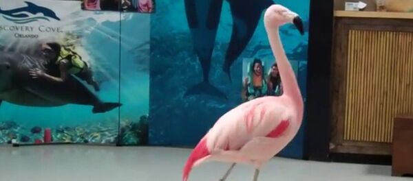Pinky, un flamenco rosado - Sputnik Mundo
