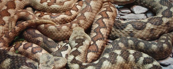 Serpientes - Sputnik Mundo